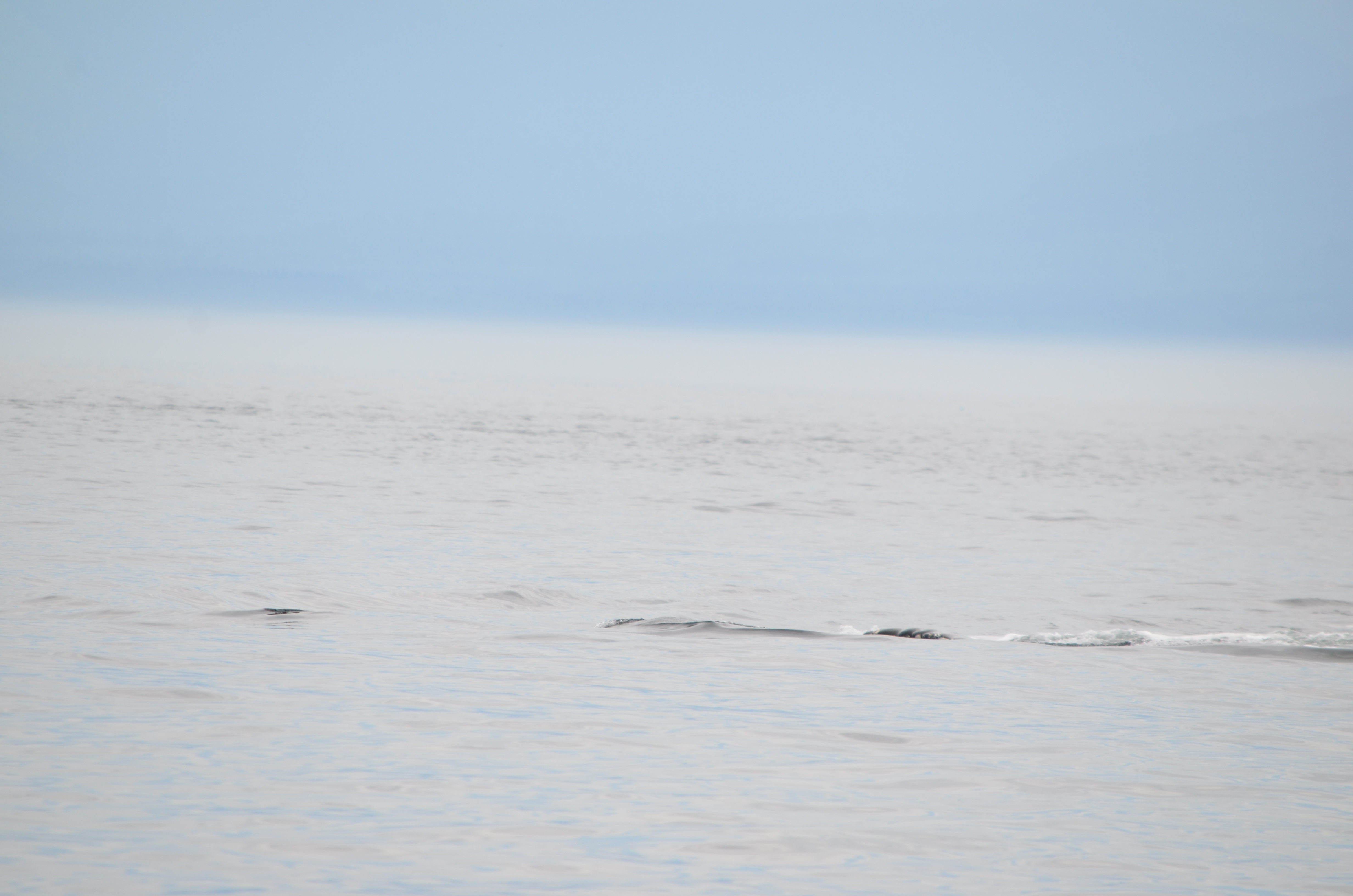 photos/wildlife/Mammal_Species/Humpback Whale/DSC_0165.JPG